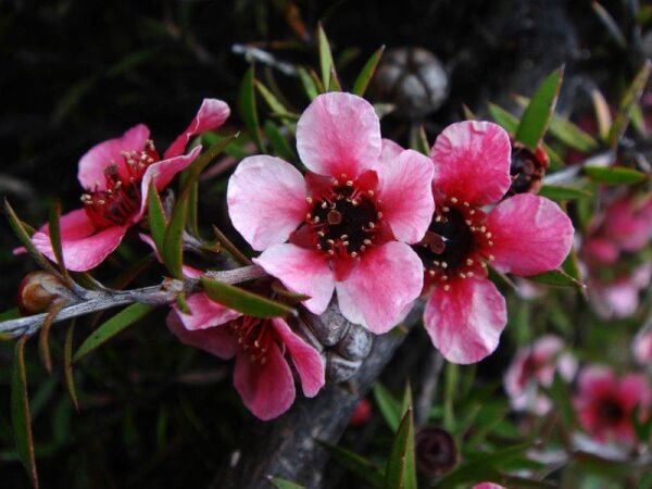 MANUKA AĞACI CORAL CANDY