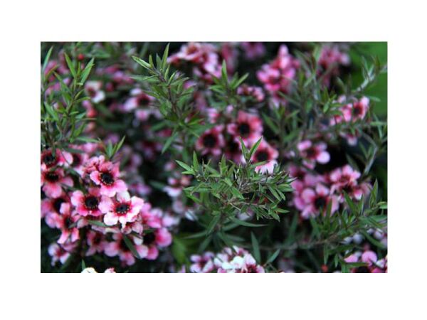 MANUKA AĞACI CORAL CANDY