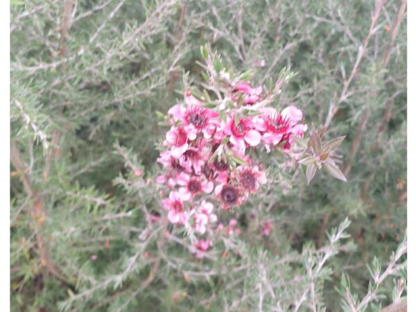 MANUKA AĞACI CORAL CANDY
