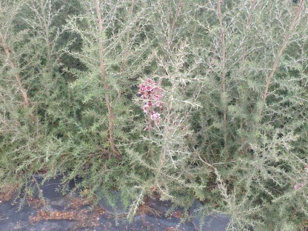MANUKA AĞACI CORAL CANDY