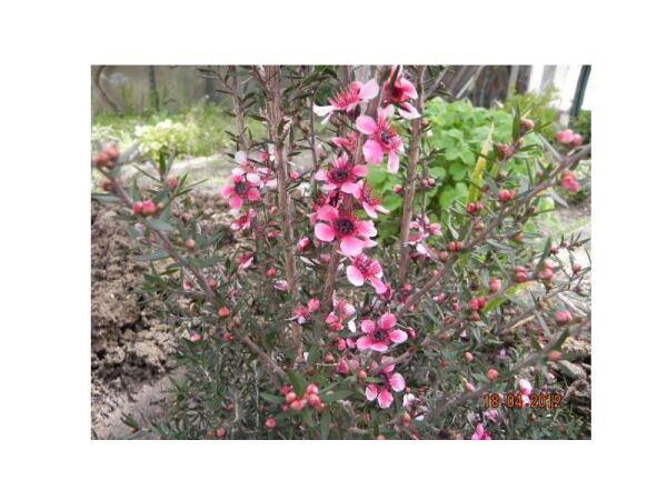 MANUKA AĞACI CORAL CANDY